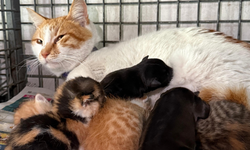 Gebe köpek öldü, yavrulara anne kedi sahip çıktı