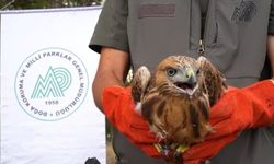58 bin 22 yaralı yaban hayvanı tedavi edilerek doğaya salındı