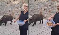 Şarkıcı Safiye Soyman, kapısına gelen yaban domuzunu cevizle besledi