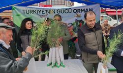 Beypazarı'da 1500 fidan dağıtıldı