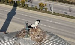 Çubuk’ta baharın müjdecisi leylekler yuvalarına dönmeye başladı