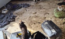 Ankara'da kötü şartlarda tutulan 102 hayvana el konuldu