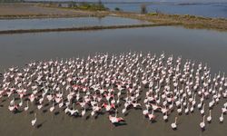 Aydın'da flamingolar için yemleme çalışması
