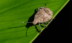 Kahverengi kokarca için kritik uyarı:  2030’da zirve yapacak