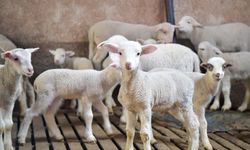 ABB kırsaldaki üreticiye can suyu olacak