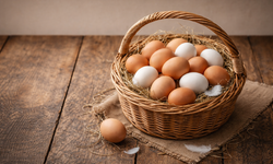 Yumurta üretiminde son 3 yılın rekoru