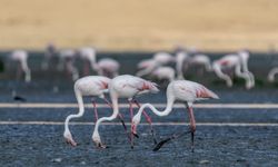 Flamingolar Tuz Gölü'ne gelmeye başladı