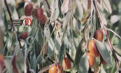 Ankara’nın ‘balı’ sayılan iğdesi Gılgamış’ın ölümsüzlük meyvesi mi?