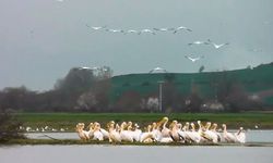 Göç yolundaki pelikan sürüsü, Boğazköy Barajı'nda görüntülendi