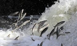 İnci kefali göçünün en çok izlendiği Deliçay'da su seviyesi yükseldi