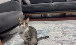 Kedinin midesindeki vantuz, 4 yıl sonra fark edilerek çıkarıldı