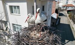 Leyleklerin 40 yıllık yuvası yıkıldı, onlar gelmeden yenisini yerleştirdi