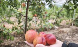 Mersin’de erkenci nektarin hasadı sürüyor; kilosu 500 TL’den alıcı buluyor