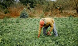 Ankara’da tarım işçilerinin ücretleri Türkiye ortalamasının altında kaldı