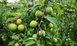 CHP'li Gürer: Yeşil erik gram altını geçti