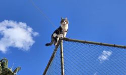 Tel çitte mahsur kalan kediyi belediye ekibi kurtardı