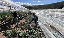 Antalya'da etkili olan hortum bazı seralara zarar verdi