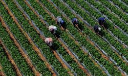 Çiftçilere 12,3 milyar liralık tarımsal destekleme ödemesi yarın yapılacak