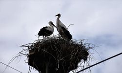"Baharın habercisi" leylekler Sinop'taki Cuma Ovası'na gelmeye başladı