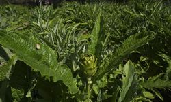 Enginar verimi ocak ve şubat yağışlarıyla arttı