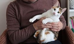 Evlerde içilen sigaranın evcil hayvanlara zararı araştırıldı