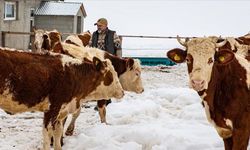 İstanbul'u bırakıp köyüne dönen mühendis hayvancılıkta örnek oluyor