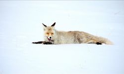 Kars'ta kızıl tilkiler avlanırken görüntülendi