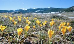 Bolu'da baharın müjdecisi çiğdemler çiçek açtı