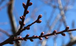 Zirai dondan etkilenen kayısıda bu yıl yüksek verim bekleniyor