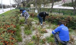 Mamak’ta ağaç budama ve çevre temizliği