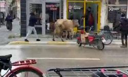 Kaçan inek, berber dükkanı ile çay ocağına girmeye çalıştı