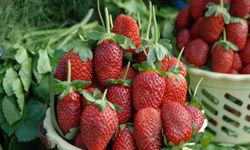 Yaş meyve sebze ihracatında ilk çeyrekte 1 milyar dolar aşıldı