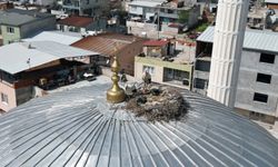 6 yıldır aynı yuvaya dönüyorlar