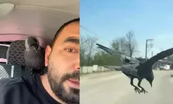Okşayıp sevdiği karga peşini bırakmadı
