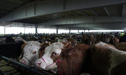 Çubuk'ta hayvan pazarına kurbanlıklar getirilmeye başlandı