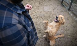 Sahipsiz köpekler eğitim ve rehabilitasyon süreciyle yeni hayatlarına hazırlanıyor