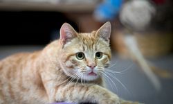 Araç çarpmasıyla ağır yaralanan sahipsiz kedi "Müdür" yeniden sağlığına kavuştu