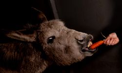 Yaralı bulunan eşek "Garip" tedavinin ardından bakım merkezinin maskotu oldu