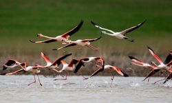 Başkentin zarif misafirleri