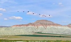 Nallıhan Kuş Cenneti göçmen kuşlarla şenlendi