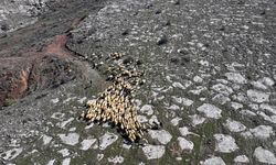 Belediyenin 4 bin 300 küçükbaş hayvan dağıtımıyla başlayan proje "büyük sürülere" dönüştü