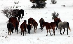 Beypazarı'nda karla kaplanan alanlarda yılkı atları görüntülendi