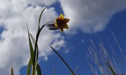 Çankırı'da çiçek açan "mahcup lale" güzel görüntü oluşturdu