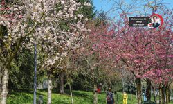 Başkentin parkları baharın renklerine büründü