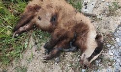 Aydın'da nesli tehlike altında olan Avrupa porsuğu silahla öldürüldü