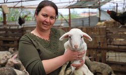 Babasının hediye ettiği kuzuyla çiftlik kurdu
