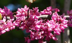 Baharın habercisi erguvanlar İstanbul'da görsel şölen oluşturdu