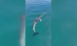 Balıkçılar oltadaki balık ile yunusu etraflarında yüzdürdü