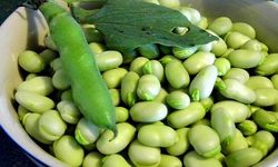 Bakla mevsimi geldi: Şifa deposu sofralarda yerini alıyor