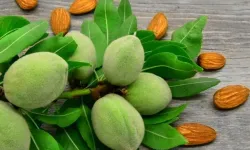 Baharın müjdecisi: Çağla tezgâhlarda yerini alıyor